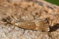 Chrysocrambus linetella