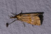 Chrysocrambus linetella