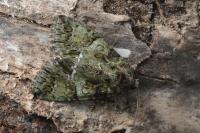Polyphaenis sericata