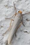 Eilema caniola