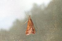 Synaphe punctalis