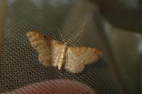 Idaea humiliata