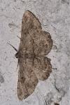 Peribatodes rhomboidaria rhomboidaria