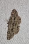 Peribatodes rhomboidaria rhomboidaria