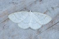 Cabera exanthemata
