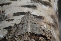 Aplocera plagiata