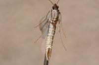 Aplocera plagiata