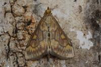 Ostrinia nubilalis