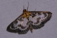 Anania hortulata