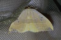 Watsonalla binaria
