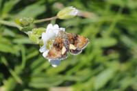 Panemeria tenebrata