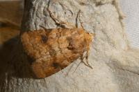 Atypha pulmonaris