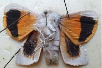 Noctua tirrenica