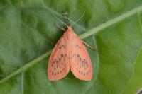 Miltochrista miniata
