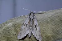 Hyloicus pinastri