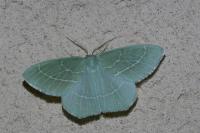 Hemistola chrysoprasaria