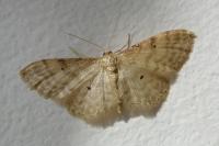Idaea fuscovenosa