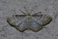 Idaea fuscovenosa