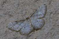 Idaea fuscovenosa