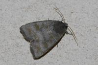 Ipimorpha subtusa