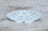 Cabera pusaria