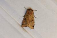 Diarsia mendica