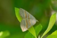 Scotopteryx luridata/mucronata