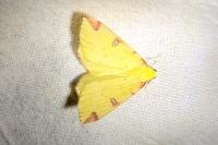 Opisthograptis luteolata
