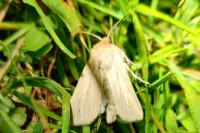 Mythimna pallens