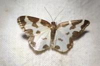 Lomaspilis marginata