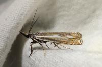Crambus lathoniellus