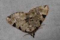 Colostygia pectinataria