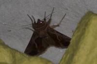 Macdunnoughia confusa