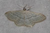 Idaea subsericeata