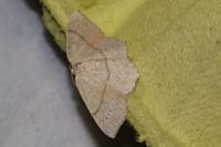 Cyclophora punctaria