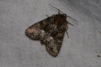 Oligia strigilis/versicolor