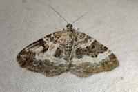 Epirrhoe alternata