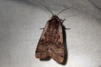 Noctua pronuba