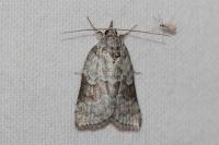 Nycteola degenerana
