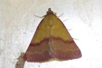 Phytometra viridaria