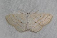 Scopula immutata