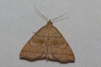 Herminia tarsicrinalis