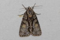 Acronicta strigosa
