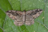 Philereme transversata