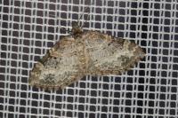Pterapherapteryx sexalata