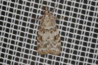 Scoparia ambigualis/basistrigalis