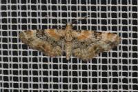 Eupithecia pulchellata
