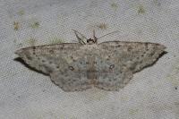 Cyclophora albipunctata