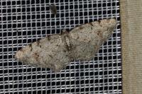 Aethalura punctulata