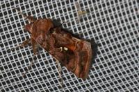 Autographa pulchrina